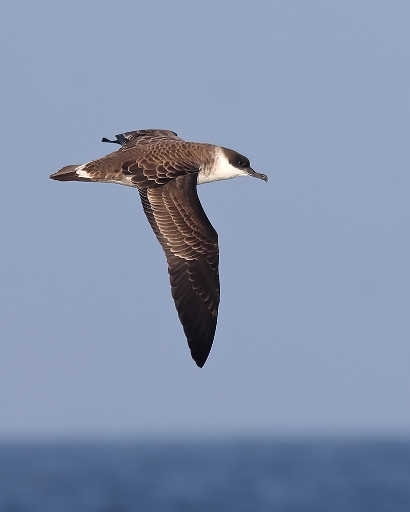 Great shearwater